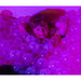 Kid laying in Interactive LED Sensory Ball Pool Pit with balls all around him